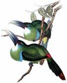 toucanet_a_ceinture_bleue