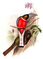 trogon_elegant