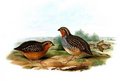 perdicule_argoondah