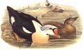 eider_a_tete_grise