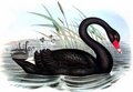 cygne_noir