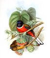 trogon_de_malabar