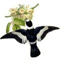 gobemouche_a_collier