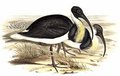 ibis_d_australie