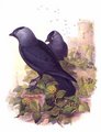 choucas_des_tours