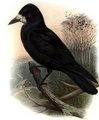 corbeau_freux