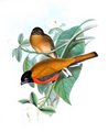 trogon_cannelle