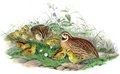 caille_des_bles