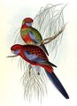 perruche_de_pennant