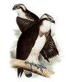 balbuzard_pecheur