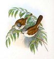 paradoxornis_a_tete_grise