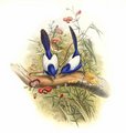 merion_leucoptere