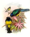 trogon_violace