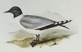 mouette_de_sabine