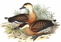 dendrocygne_a_lunules