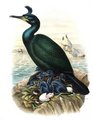 cormoran_huppe