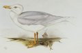 goeland_a_ailes_blanches