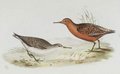 becasseau_maubeche
