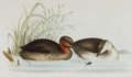 grebe_castagneux