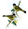 bulbul_a_semi-collier
