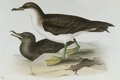 puffin_gris