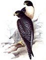 faucon_pelerin_1g