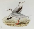 mouette_pygmee