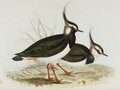 vanneau_huppe
