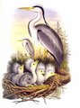 heron_cendre