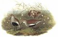 becasseau_variable