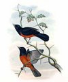 monarque_a_ventre_marron