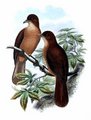 pitohui_rouilleux