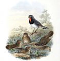 rossignol_a_gorge_rubis