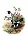monarque_de_brown