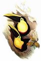 toucan_du_choco