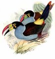 toucan_bleu