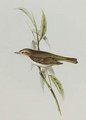 pipit_ocre