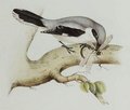 pie-grieche_grise