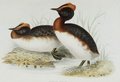 grebe_esclavon
