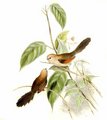 paradoxornis_de_webb