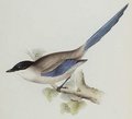pie_bleue
