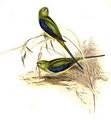 perruche_a_bouche_d_or