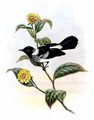 monarque_a_col_blanc