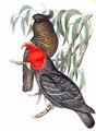 cacatoes_a_tete_rouge