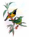 verdin_de_hardwick