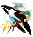 toucan_a_bec_noir