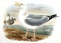 goeland_argente