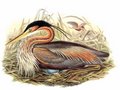 heron_pourpre