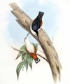 sittelle_a_joues_blanches