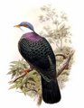 pigeon_a_gorge_blanche